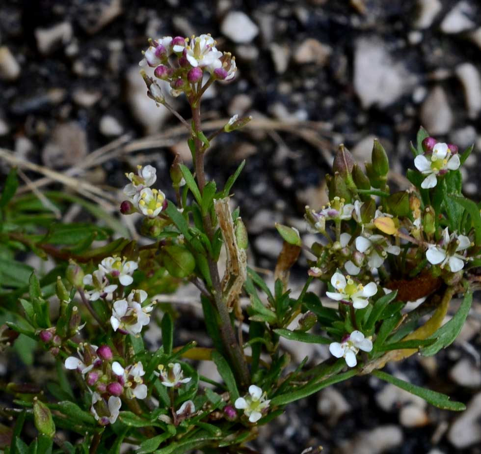 Lobularia libyca / Filigrana libica