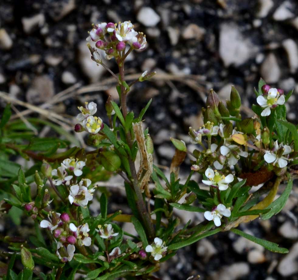 Lobularia libyca / Filigrana libica