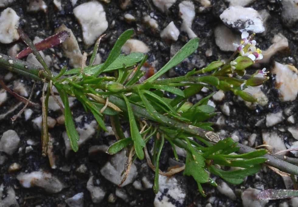 Lobularia libyca / Filigrana libica