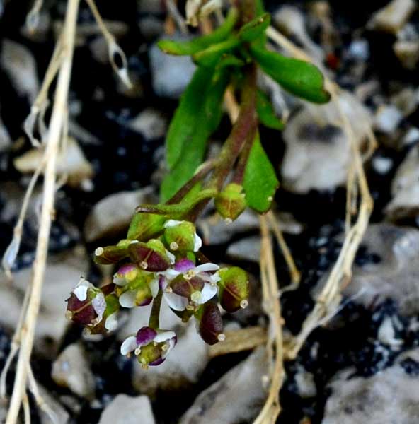 Lobularia libyca / Filigrana libica