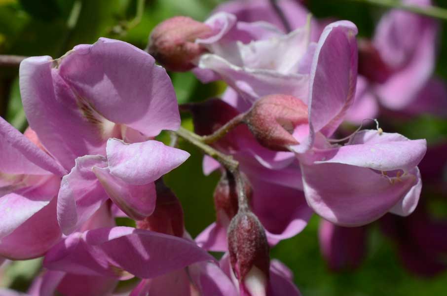Robinia hispida / Robinia ispida