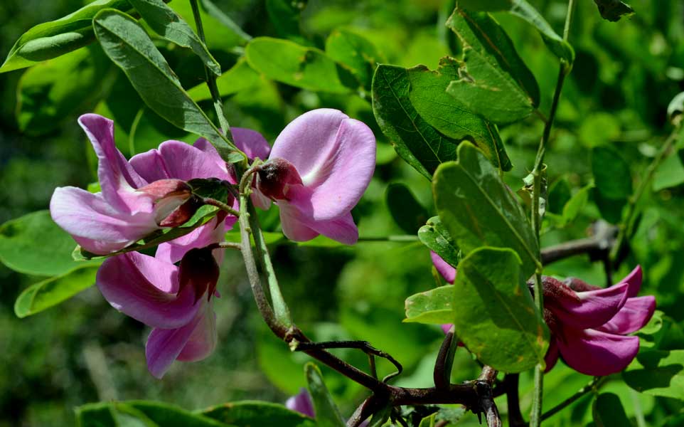 Robinia hispida / Robinia ispida