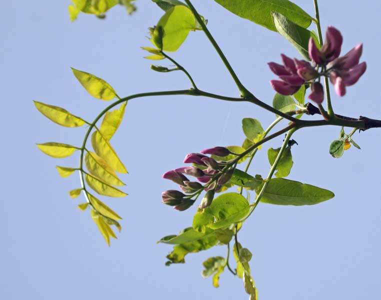 Robinia hispida / Robinia ispida