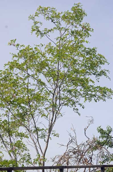 Robinia hispida / Robinia ispida