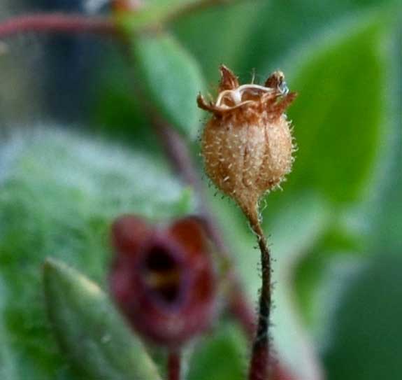 Saxifraga tridactylites / Sassifraga annuale