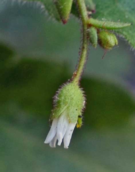 Saxifraga tridactylites / Sassifraga annuale