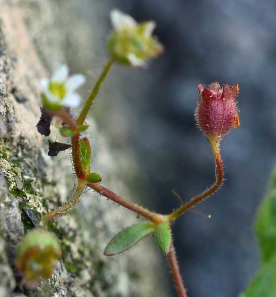 Saxifraga tridactylites / Sassifraga annuale