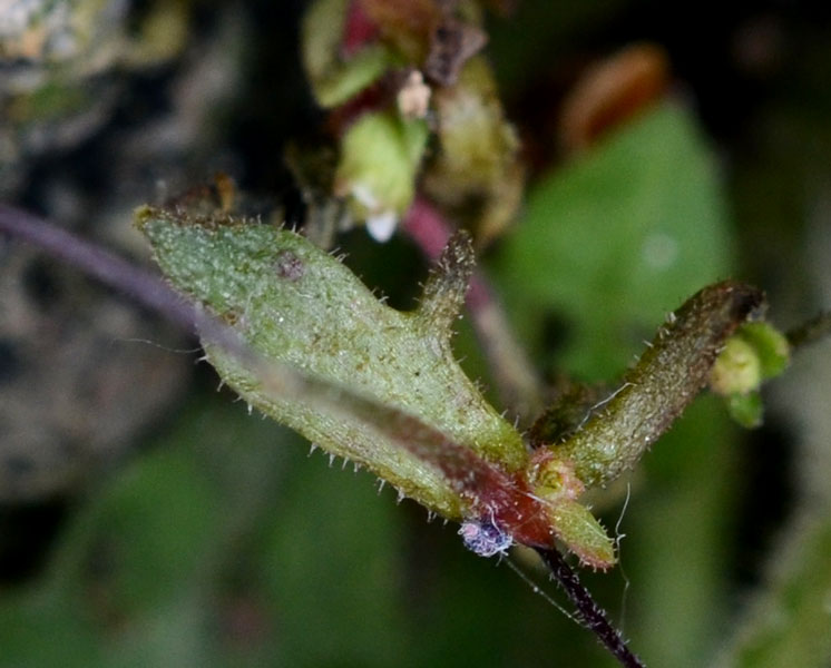 Saxifraga tridactylites / Sassifraga annuale
