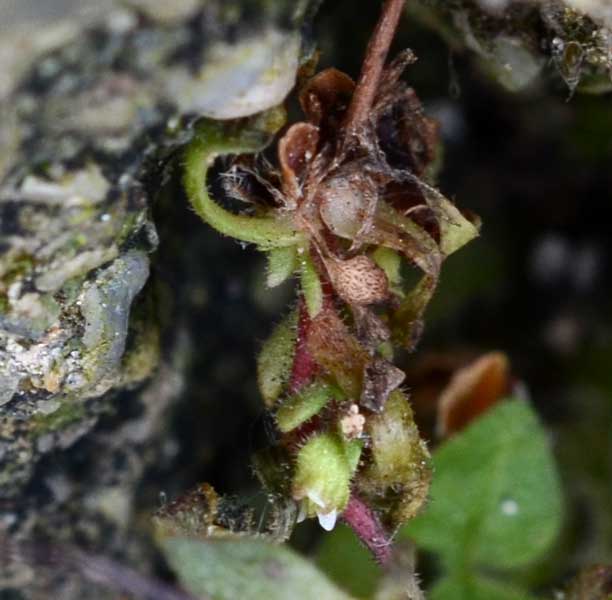 Saxifraga tridactylites / Sassifraga annuale