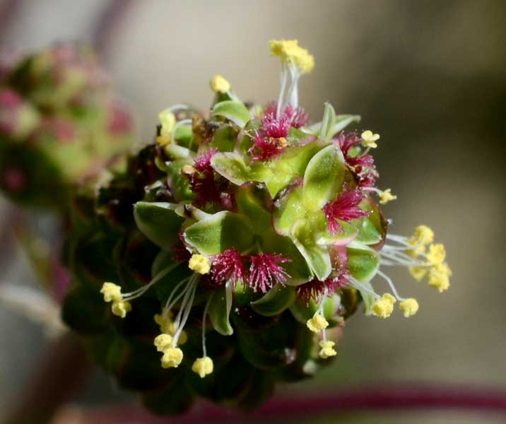 Sanguisorba minor / Salvastrella minore