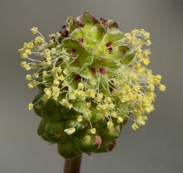 Sanguisorba minor / Salvastrella minore