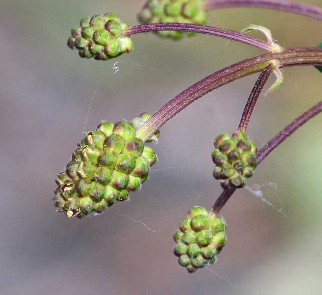 Sanguisorba minor / Salvastrella minore
