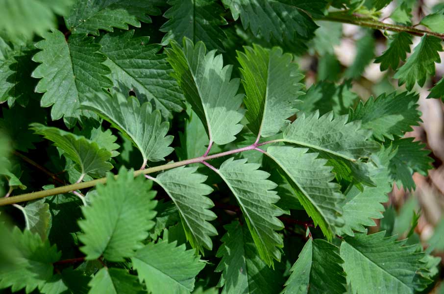 Sanguisorba minor / Salvastrella minore