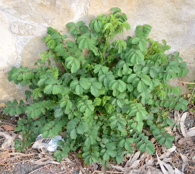 Sanguisorba minor / Salvastrella minore