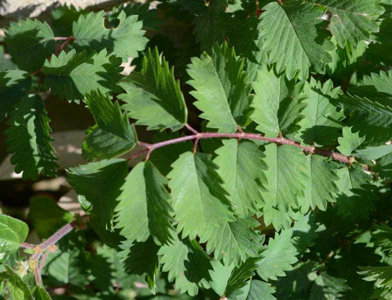 Sanguisorba minor / Salvastrella minore