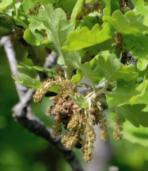 alberi in scarpata:  Quercus sp.