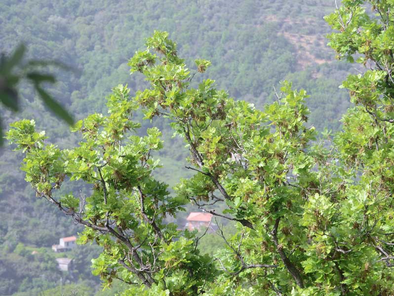 alberi in scarpata:  Quercus sp.