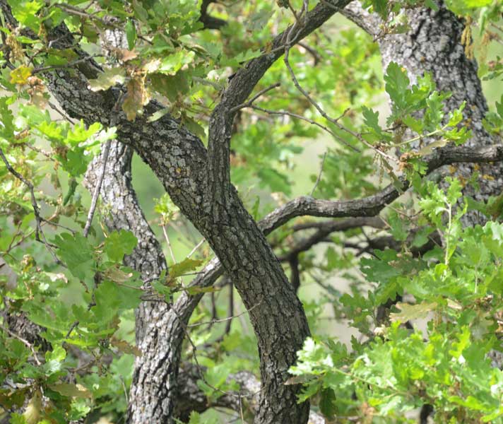 alberi in scarpata:  Quercus sp.