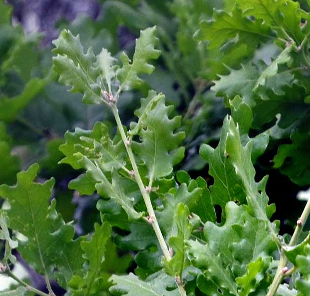 alberi in scarpata:  Quercus sp.