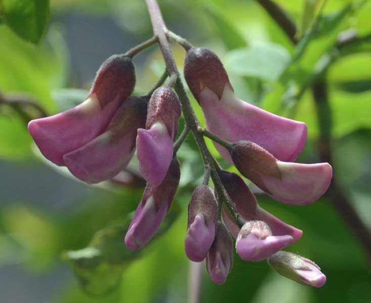 Robinia hispida / Robinia ispida