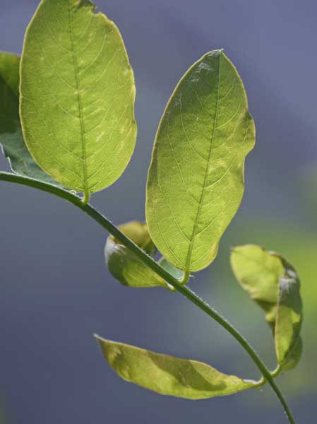 Robinia hispida / Robinia ispida
