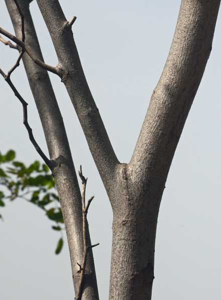 Robinia hispida / Robinia ispida