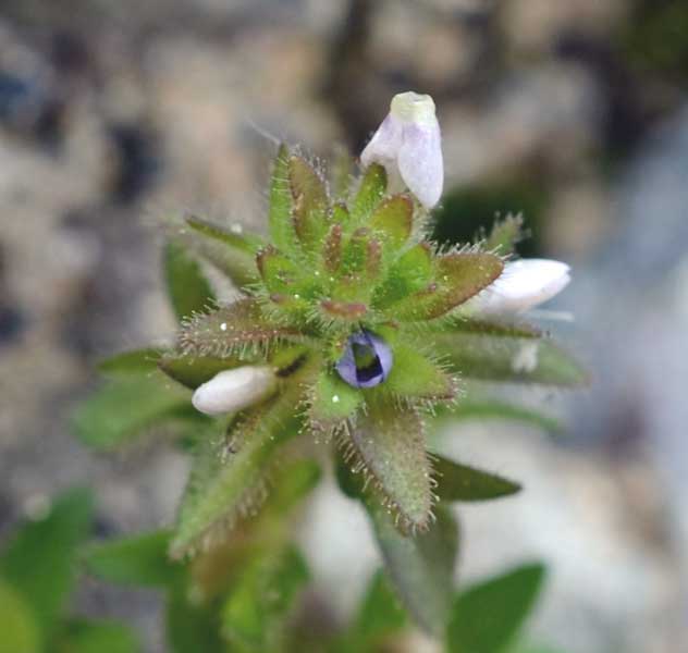 Veronica arvensis / Veronica dei campi