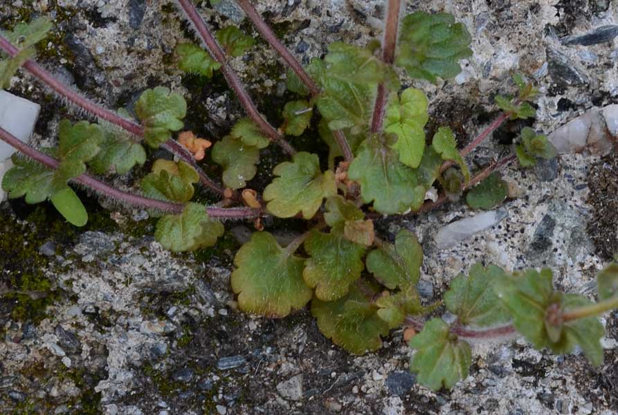 Veronica arvensis / Veronica dei campi