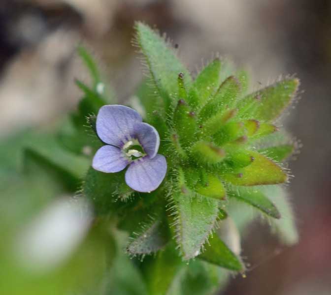 Veronica arvensis / Veronica dei campi
