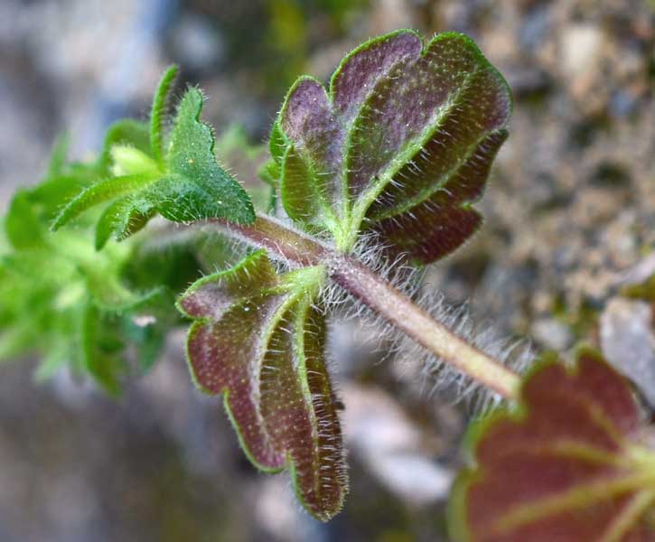 Veronica arvensis / Veronica dei campi