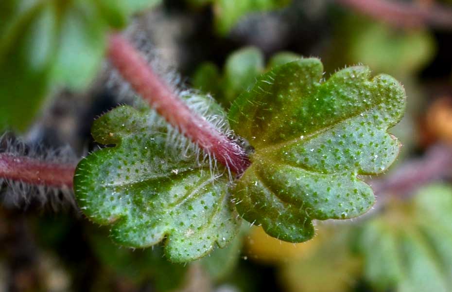 Veronica arvensis / Veronica dei campi