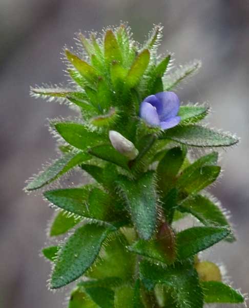 Veronica arvensis / Veronica dei campi