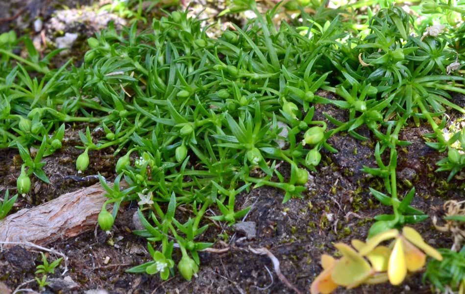 Sagina apetala / Sagina senza petali