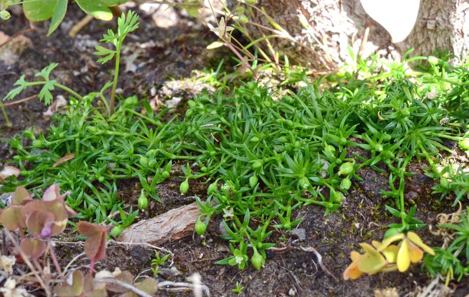 Sagina apetala / Sagina senza petali