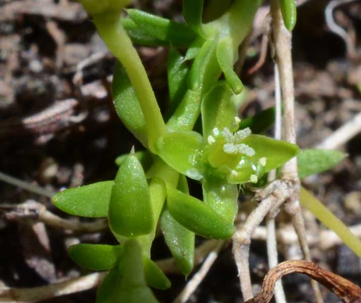 Sagina apetala / Sagina senza petali