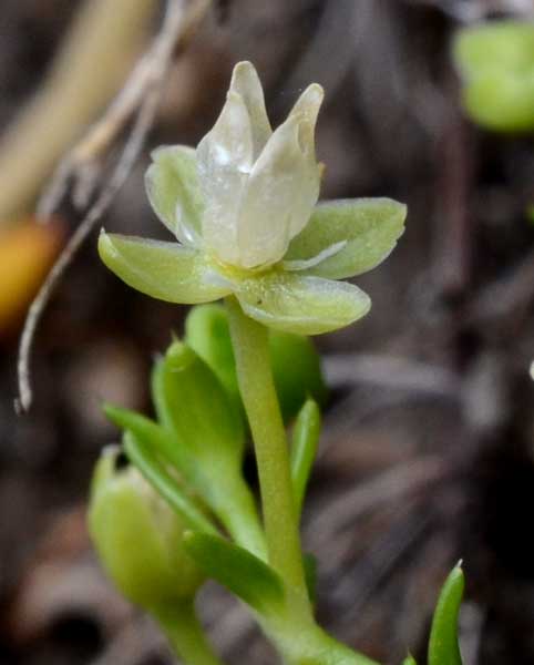 Sagina apetala / Sagina senza petali