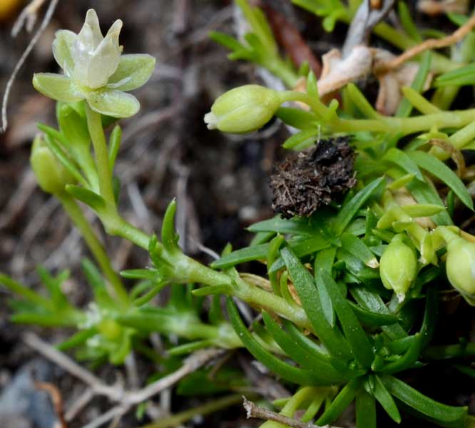 Sagina apetala / Sagina senza petali