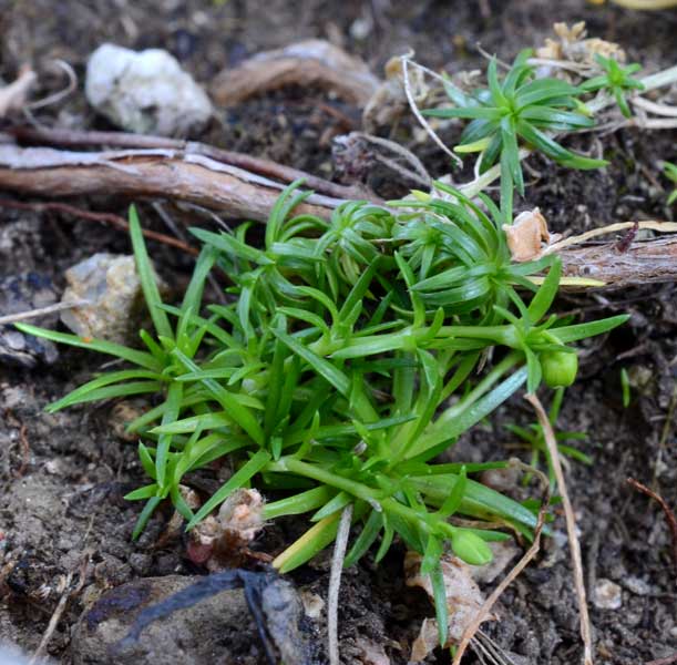 Sagina apetala / Sagina senza petali