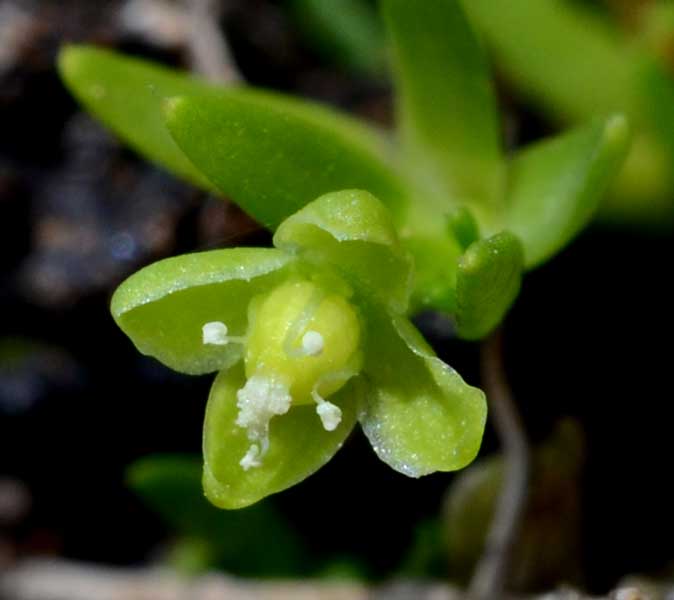Sagina apetala / Sagina senza petali