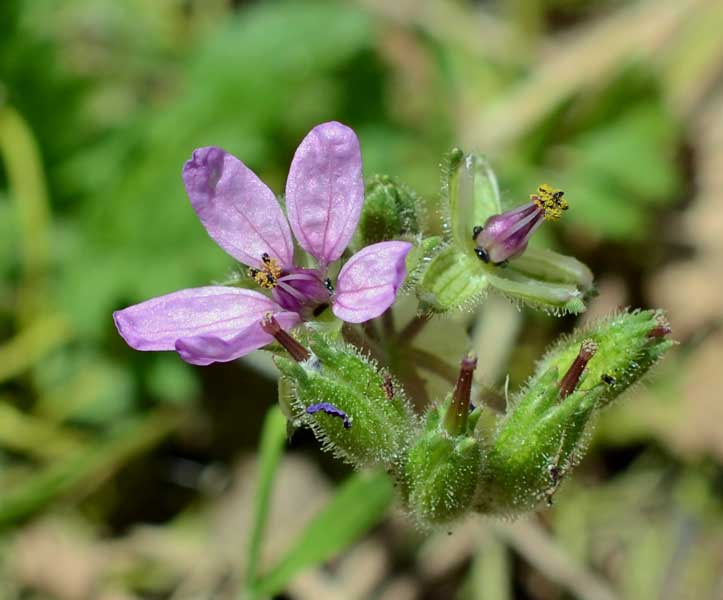 Erodium moschatum / Becco di gr aromatico