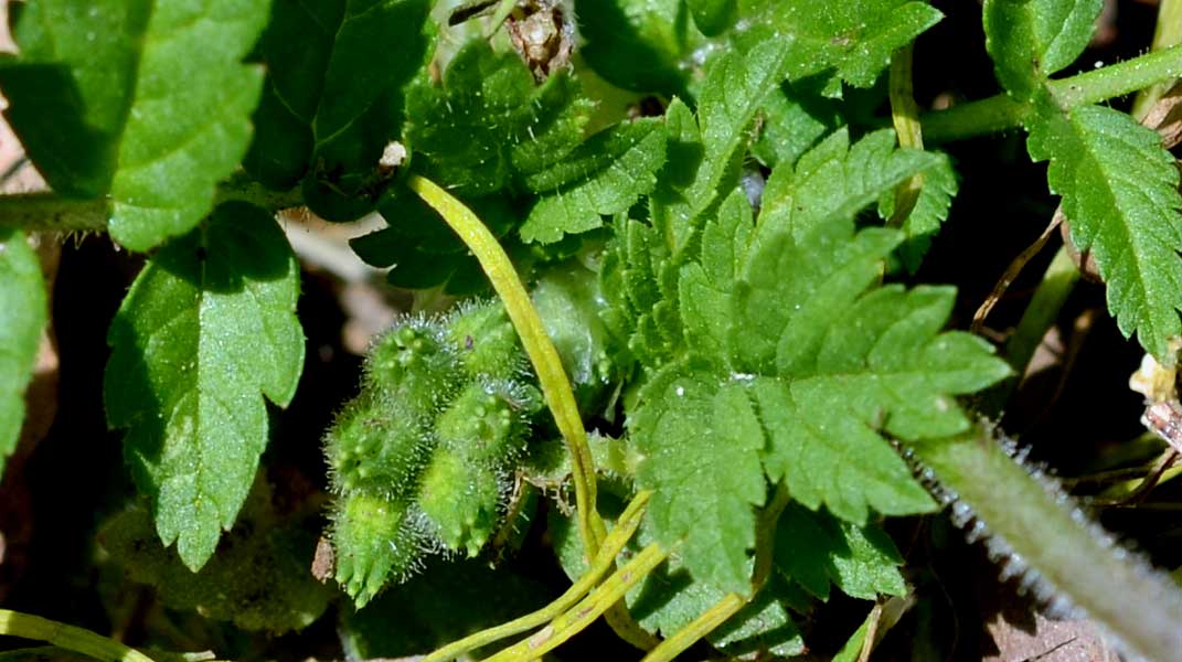 Erodium moschatum / Becco di gr aromatico