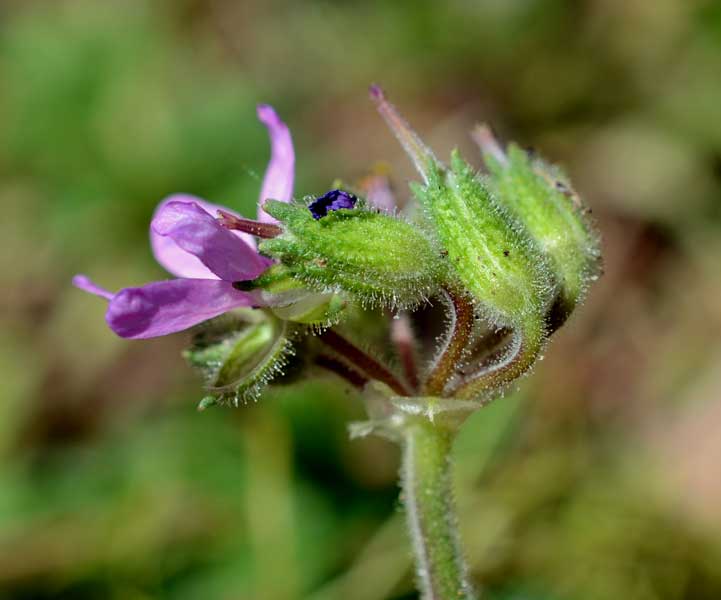 Erodium moschatum / Becco di gr aromatico