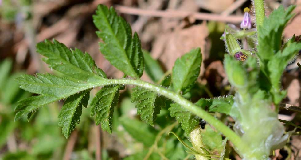Erodium moschatum / Becco di gr aromatico