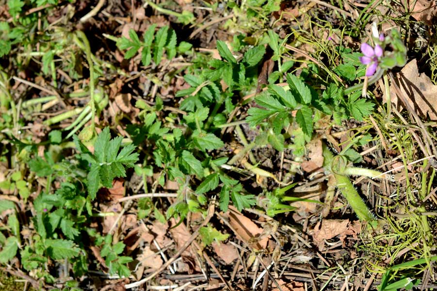 Erodium moschatum / Becco di gr aromatico