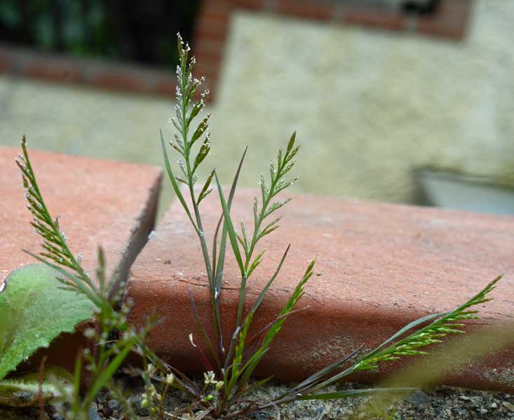 Catapodium rigidum / Logliarello ruderale