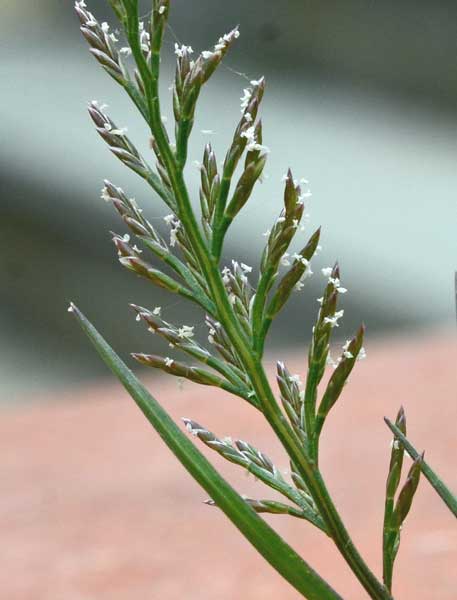 Catapodium rigidum / Logliarello ruderale