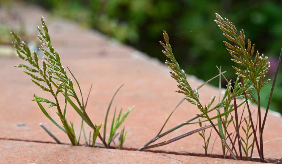 Catapodium rigidum / Logliarello ruderale