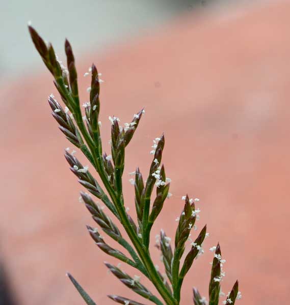 Catapodium rigidum / Logliarello ruderale