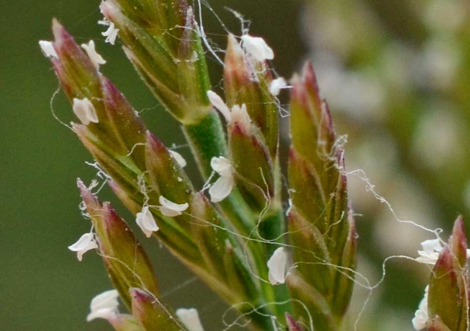 Catapodium rigidum / Logliarello ruderale