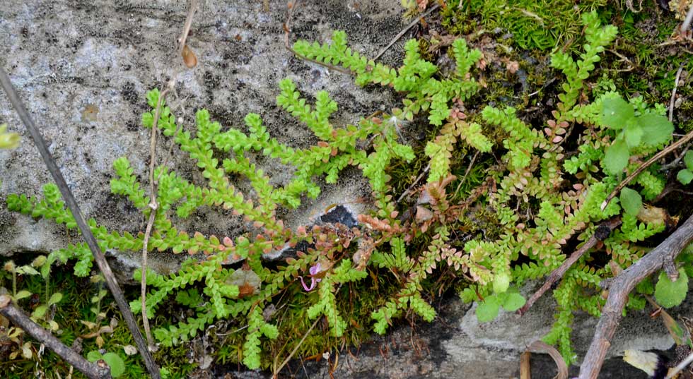 Selaginella cfr. denticulata